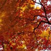 Feuilles d\'automne